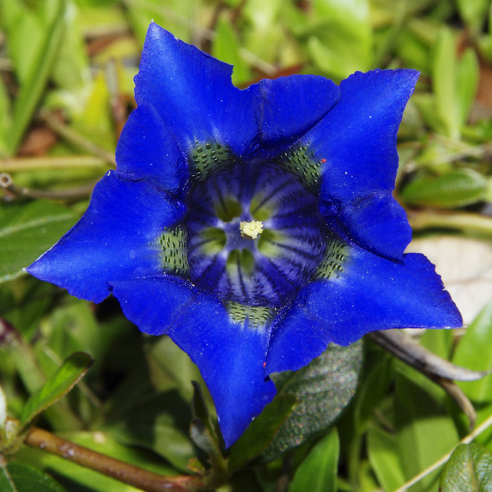 Gentian Root, Long Dan Cao, treats Liver-related Diseases and supports Detoxification