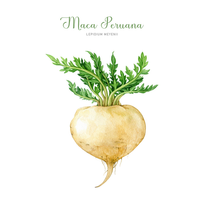 The Aging Woman: Maca Root has distinct Properties that set it apart from other Adaptogen Herbs