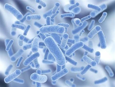 What are Spore-Based Probiotics?