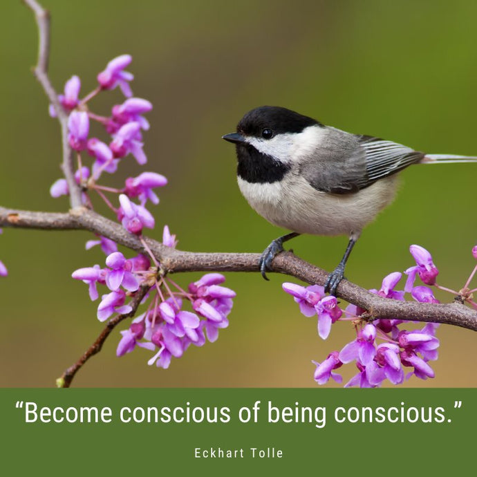 Become Conscious of Being Conscious