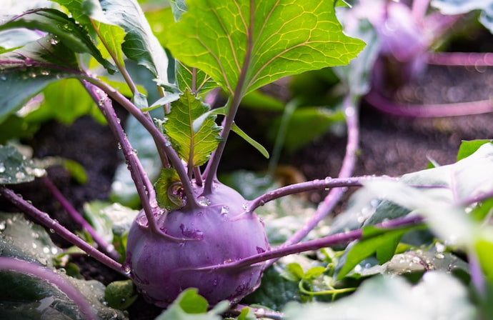 Finding Yourself by Growing a Winter Vegetable Garden