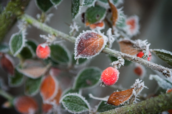 Watering Plants Properly in Cold Winter Weather