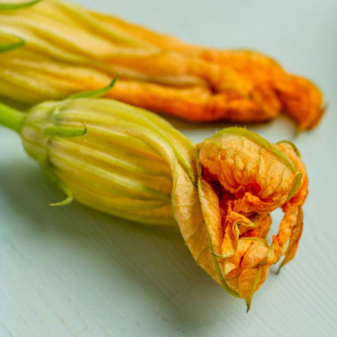 A Gardener’s Guide ~ There’s Joy in Growing Fruiting Vegetables, especially Summer Squash
