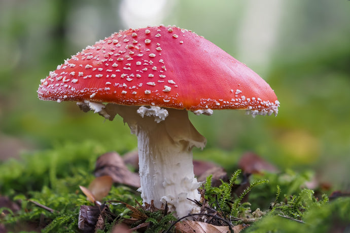 Fungi Kingdom Rising: Mushrooms & "Mycelium Micro-Factories"