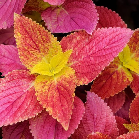 A Passion for Gardening | Growing Coleus Cultivars